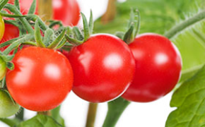 Lite kjemikalier i tomatproduksjonen