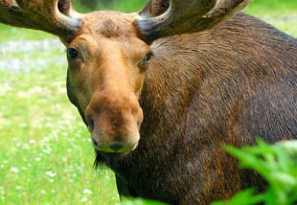 Hodet på en voksen elgokse med stort gevir ute i  grønn natur. 
