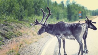 Reinsdyr på veien 