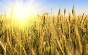 One third of agricultural area sprayed