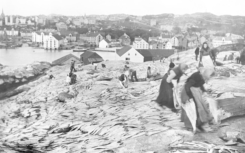 Klippfisk i Kristiansund i1902 Klippfisk i Kristiansund i1902