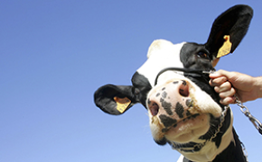 Auke i kjøtproduksjonen