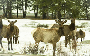 24 hjortevilt drept i trafikken hver dag