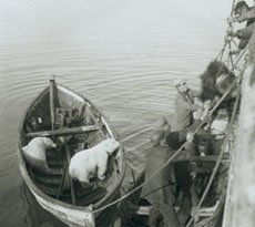 Bilde av isbjørnfangst, Myggbukta på Øst-Grønland, 1929 Bilde av isbjørnfangst, Myggbukta på Øst-Grønland, 1929