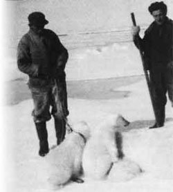 Bilde av isbjørnfangst på båten M/S Blåsel fra mellomkrigstiden