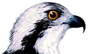 Bilde: Fiskeørn Bilde: Fiskeørn