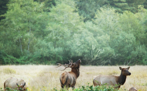 Ny fellingsrekord for hjortejakta