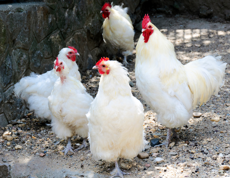 høner_hvit_italiener_350x272 høner_hvit_italiener_350x272