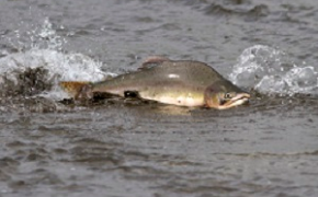 21 tonn pukkellaks tatt i elvane