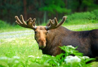 Elgokse med stort gevir i grønn natur