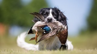 Hund har hentet and fra jakt