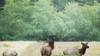 Flere hjortedyr ute i skogen