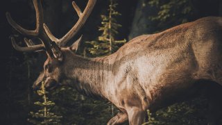 Hjort vandrer i skog