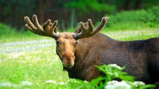 Elgokse med stort gevir i grønn natur