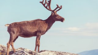 reinsdyr som står på fjellknaus