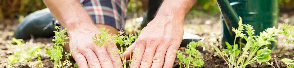 Nærbilde av mann planter frøplanter i jorden