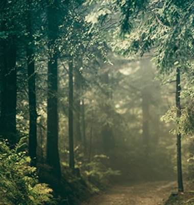 Skogsvei i stor skog