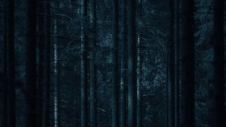 skog