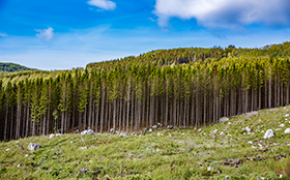 16 prosent mer skog de siste ti årene