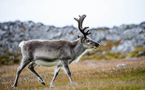 Liten endring i antall felte villrein