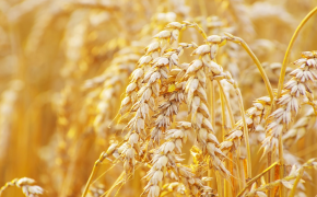 Økologisk jordbruk går tilbake