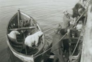 Historisk bilde av isbjørnfangst Øst-Grønland i 1929