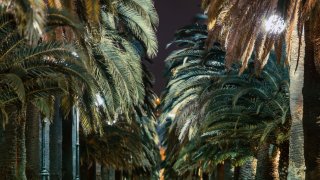 En gate full av palmer.