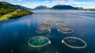 Anlegg for fiskeoppdrett i fjord ved fjell