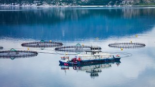 Anlegg for fiskeoppdrett i sjøen